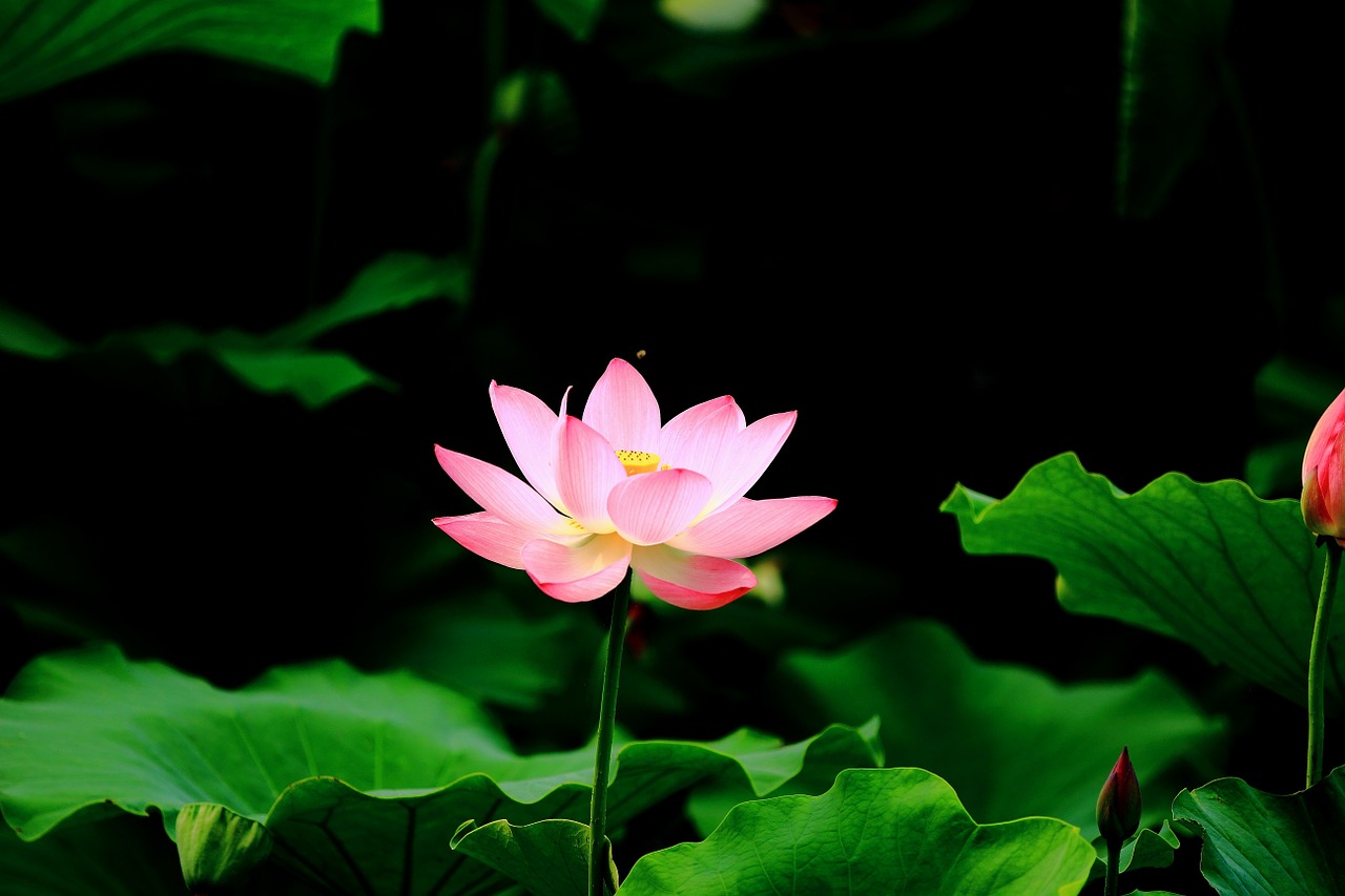 lotus pond hd free photo