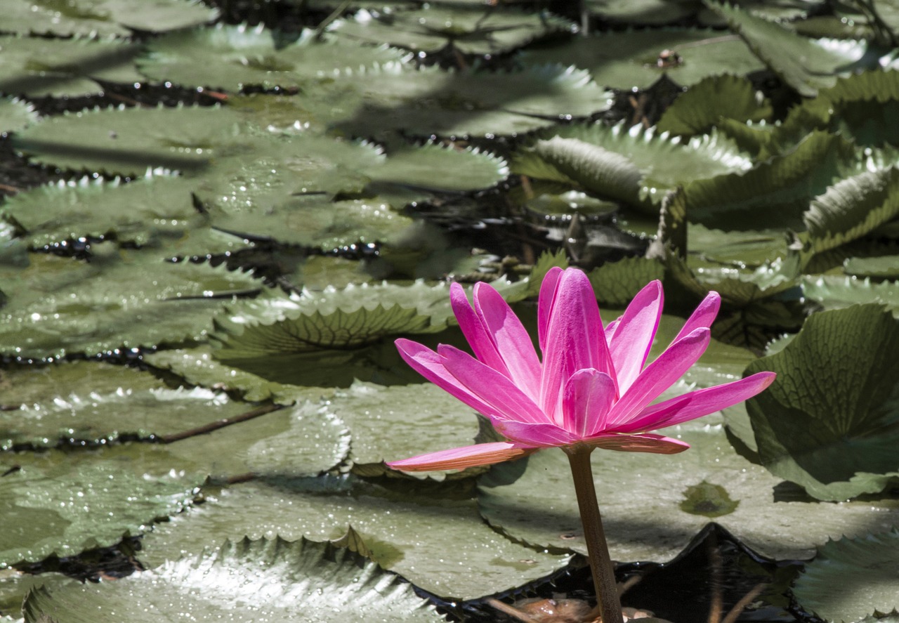 lotus flower pond free photo