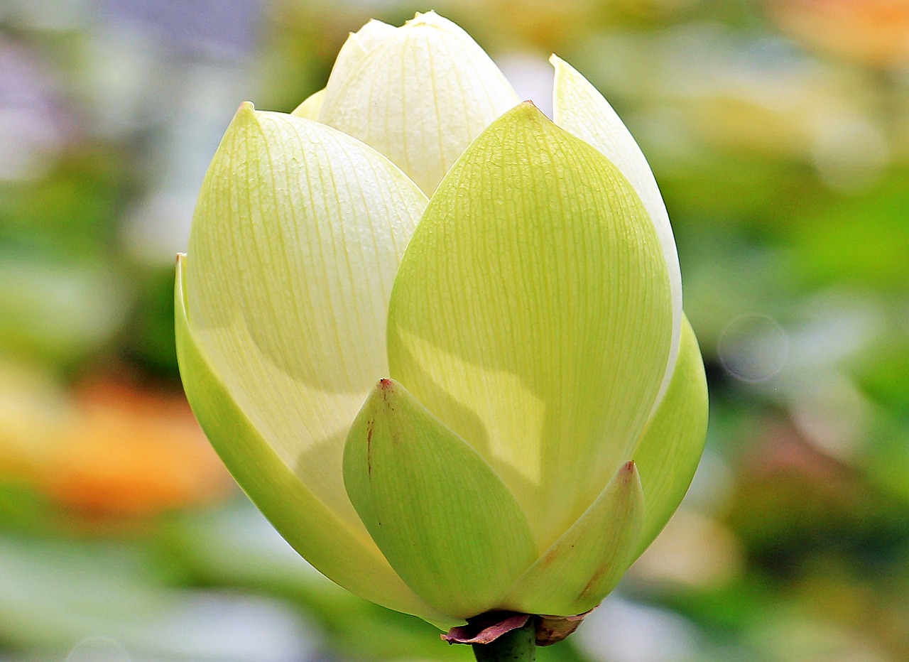 lotus lotus flower lotus blossom free photo