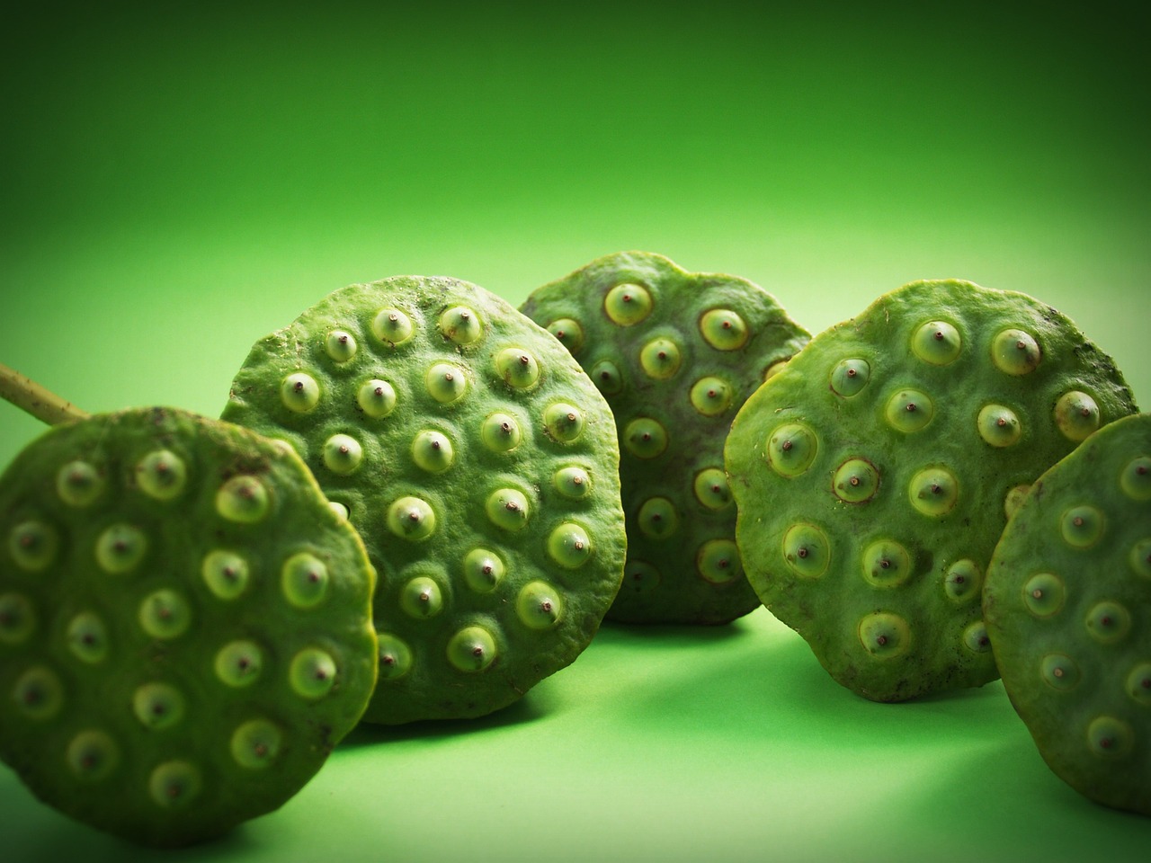 lotus seed flower free photo