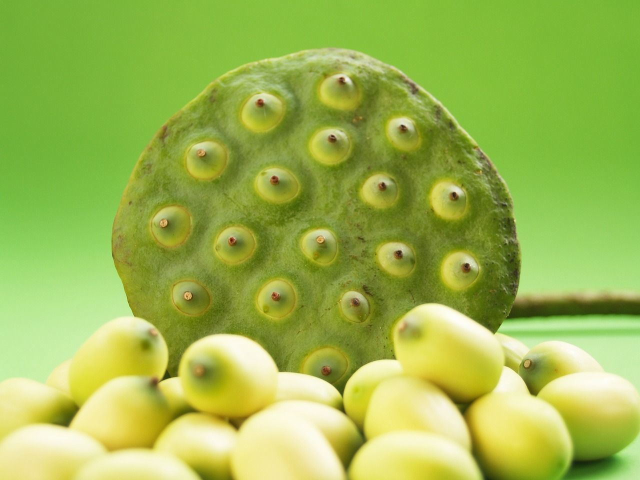 lotus seed flower free photo