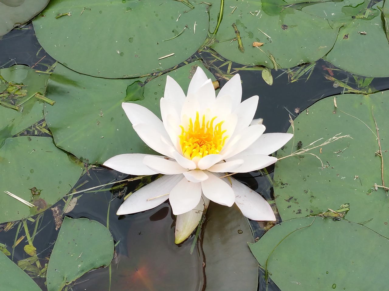 lotus flowers hydrangea free photo