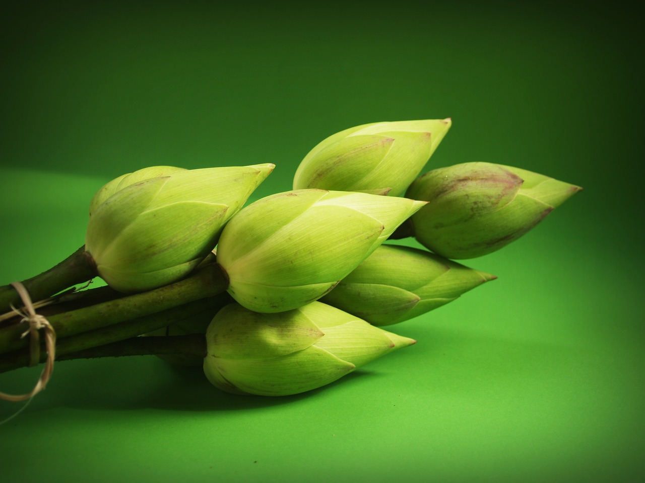 lotus flower garden free photo