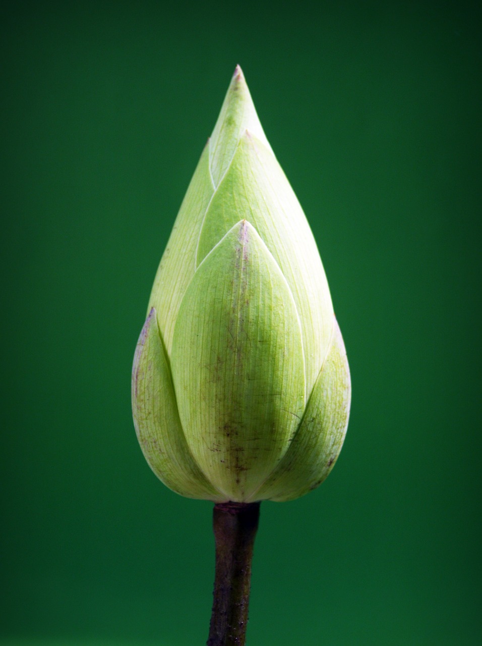 lotus flower garden free photo