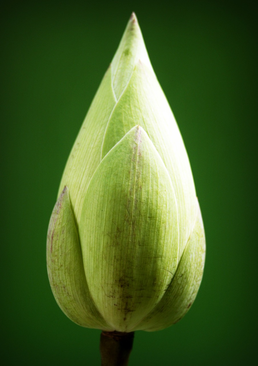 lotus flower garden free photo