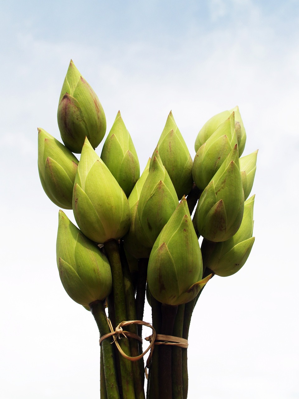 lotus flower garden free photo