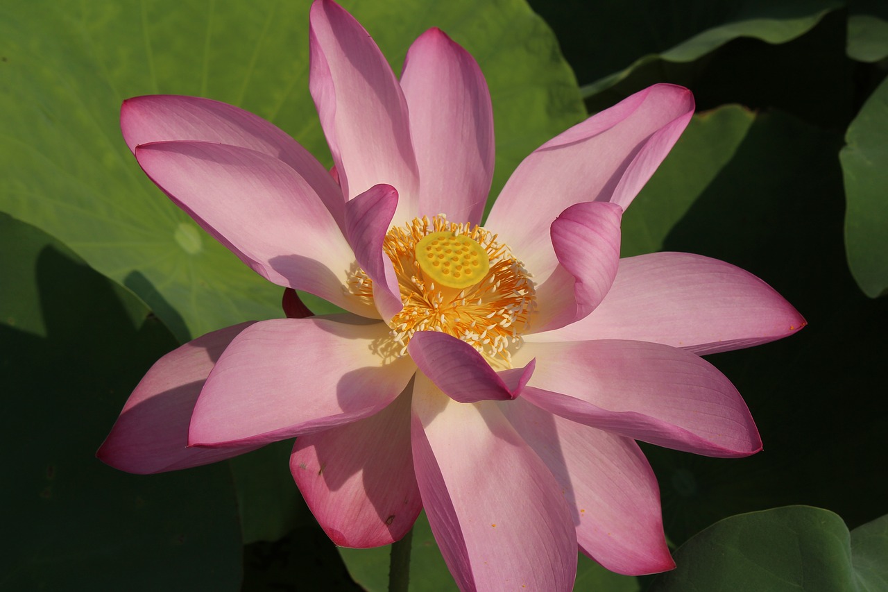 lotus close-up pink free photo