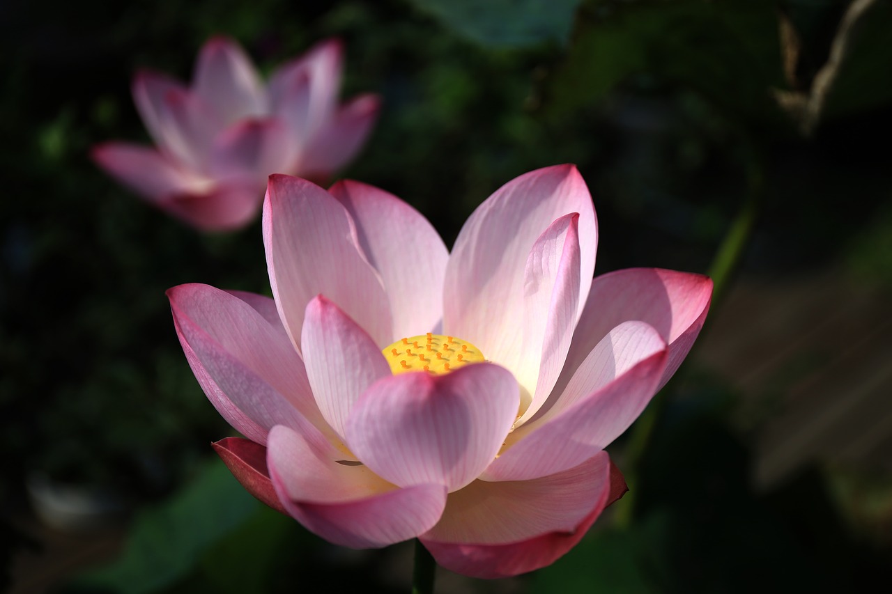 lotus bright pond free photo