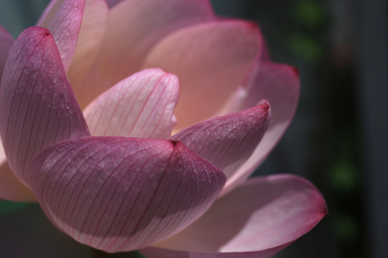 lotus petal thread free photo