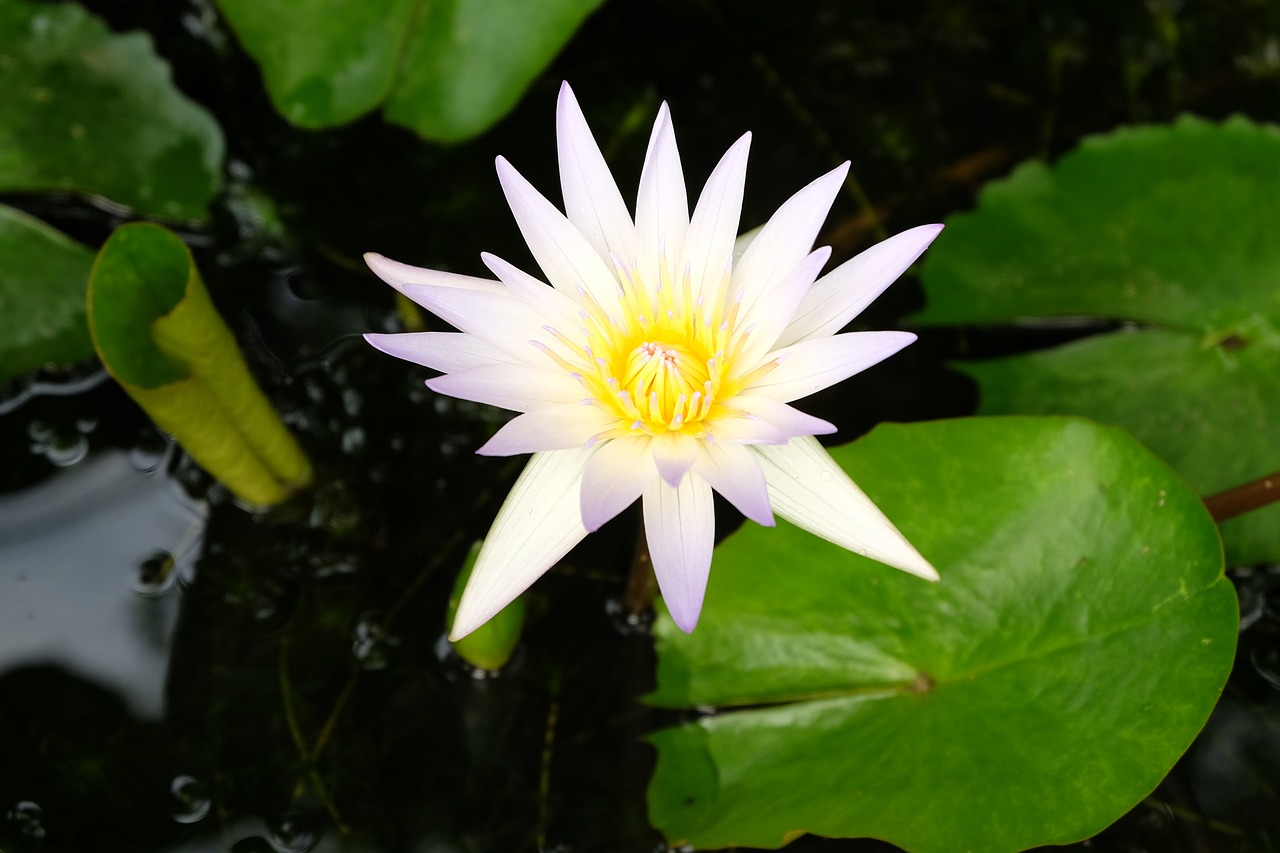 lotus white nature free photo