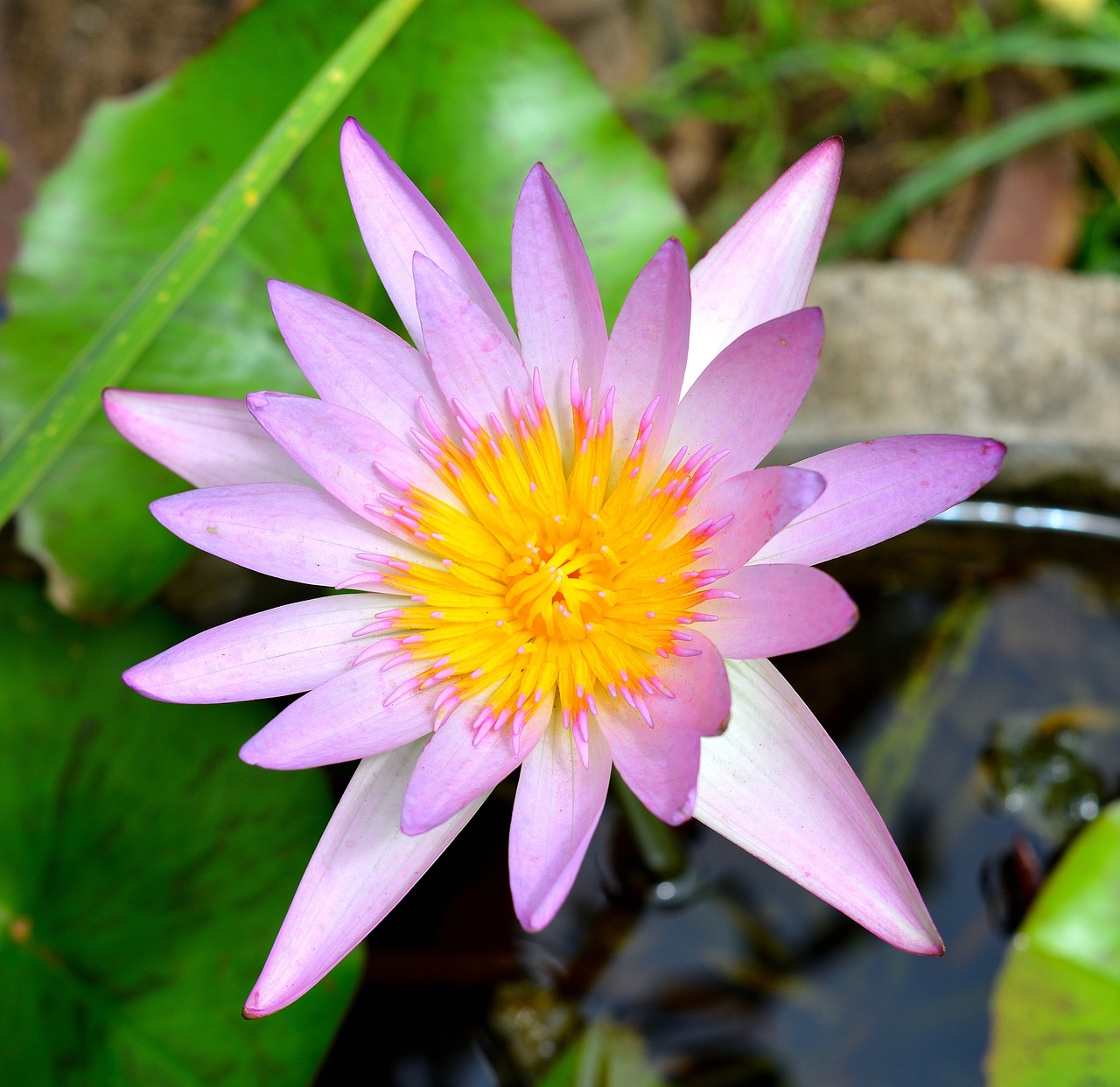 lotus flowers plant free photo