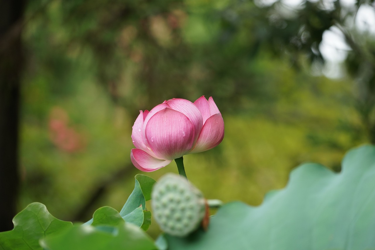 lotus toshodaiji in the early summer free photo