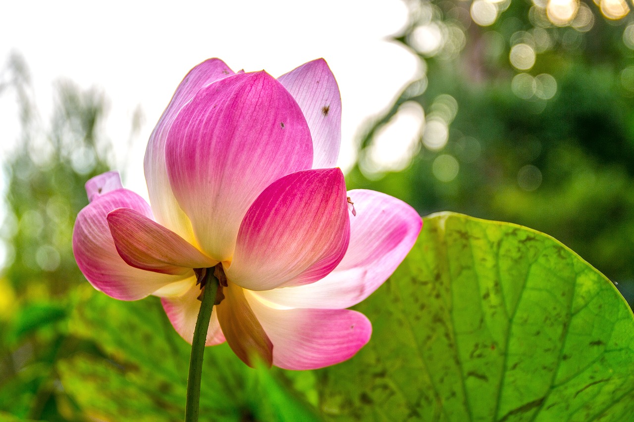 lotus bua ban pink free photo