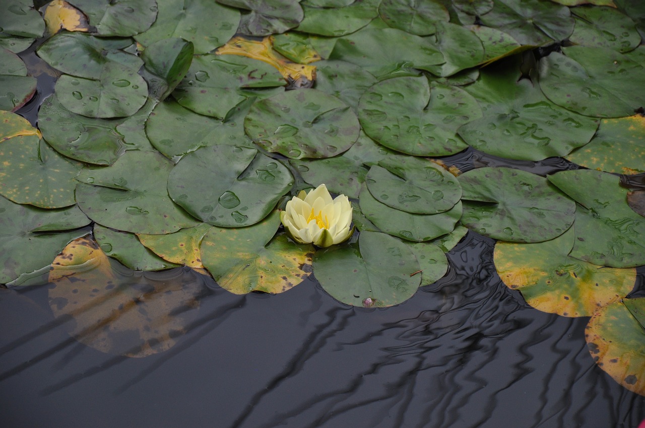 lotus lake nature free photo