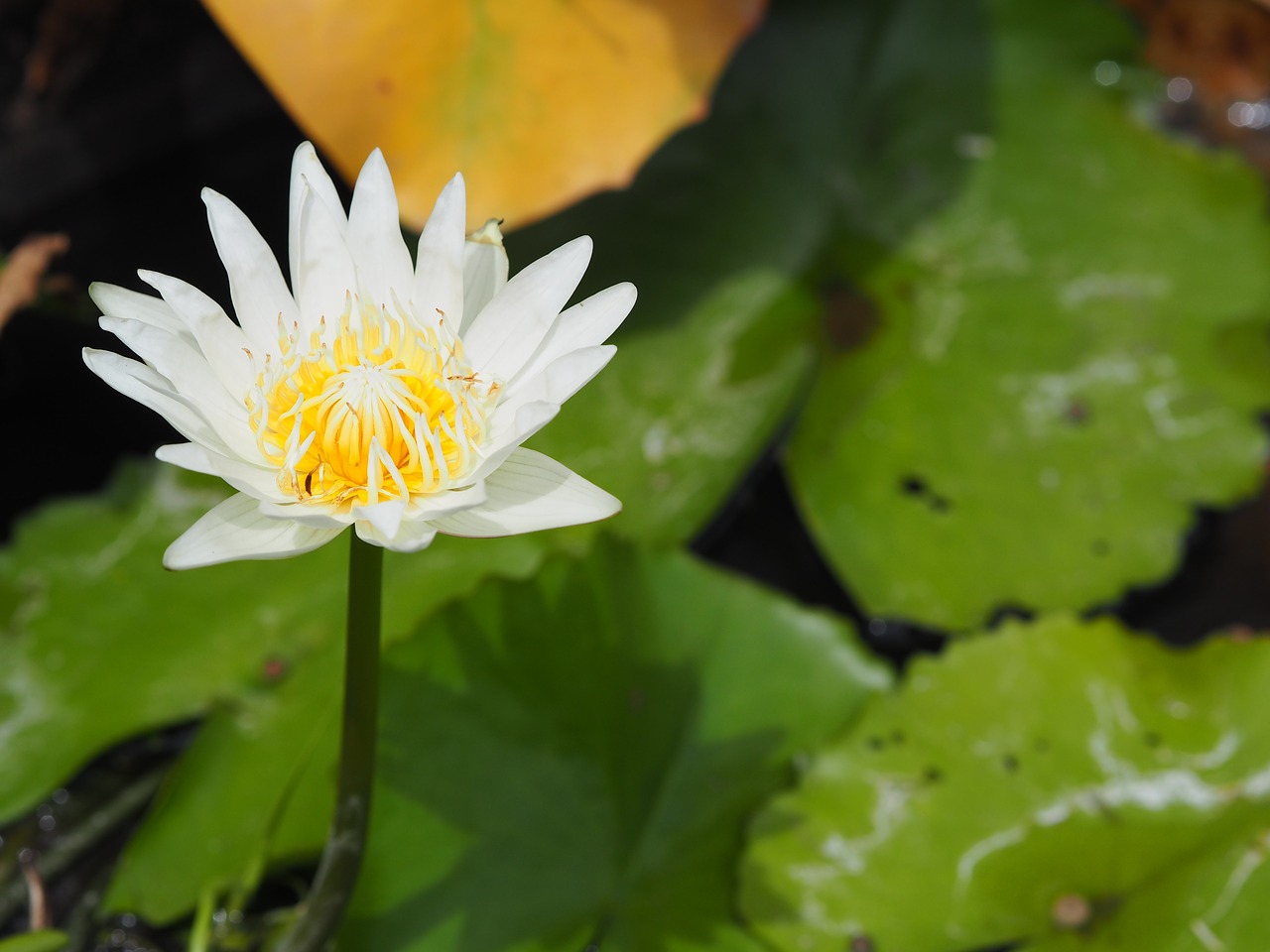 lotus white white lotus free photo