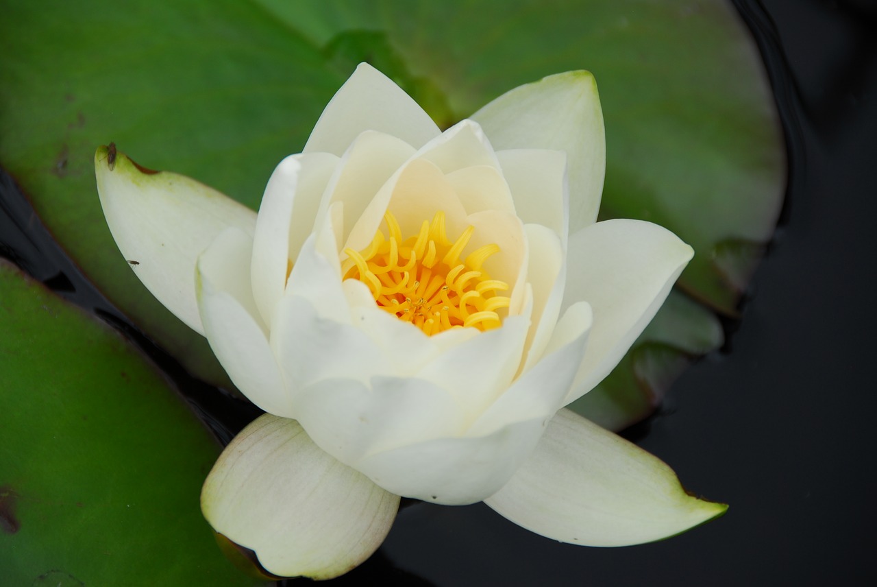 lotus water lily pond free photo