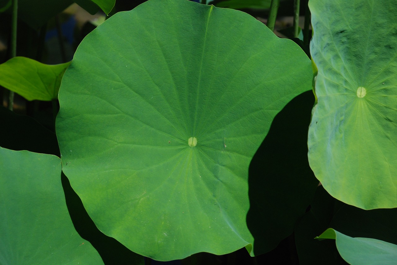 lotus leaf nature free photo