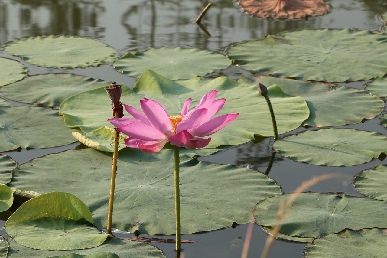 lotus he tang free pictures free photo