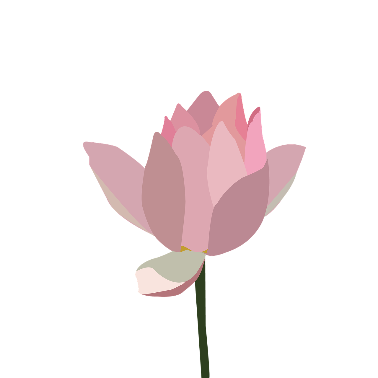 lotus pink lotus flower free photo