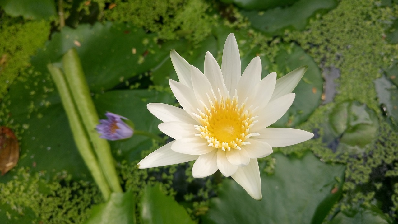 lotus green white free photo