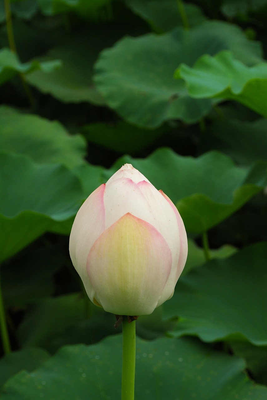 lotus flowers pond free photo