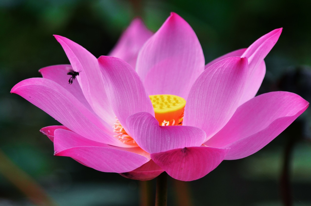 lotus flower macro free photo