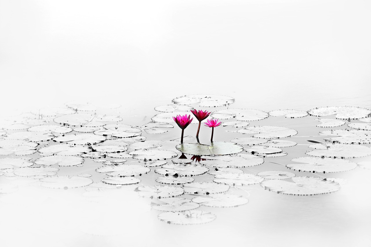 lotus flower quiet free photo