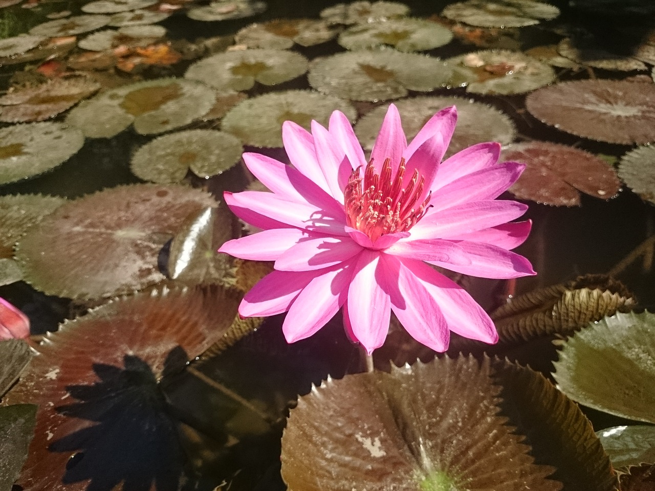 lotus myanmar nature free photo