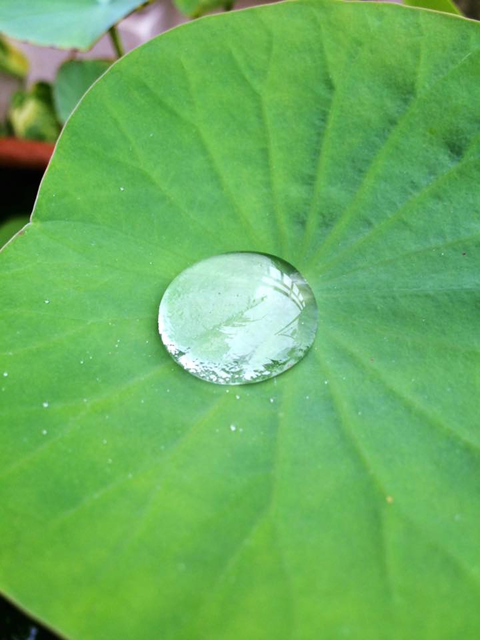 lotus lotus leaf water free photo