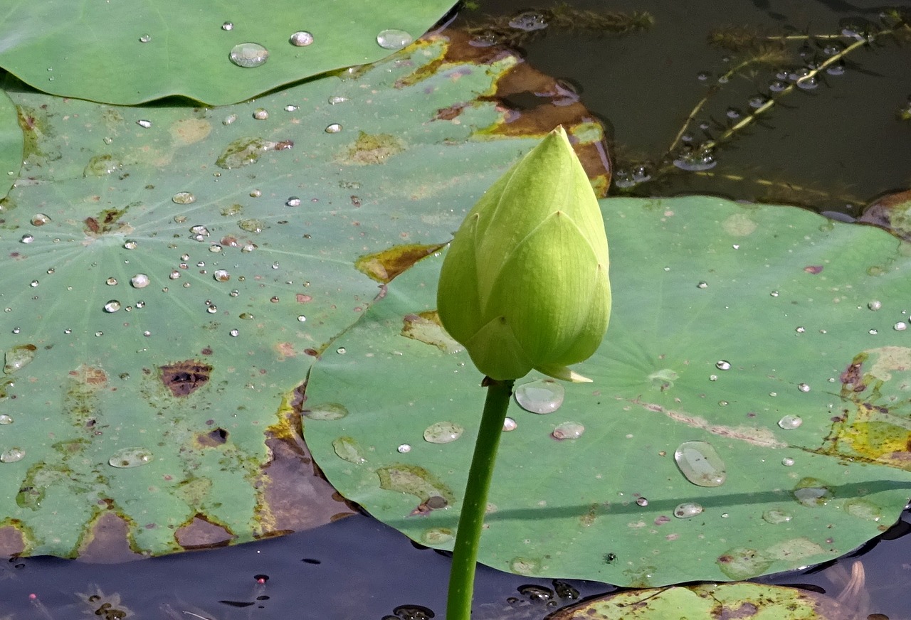 lotus bud white free photo