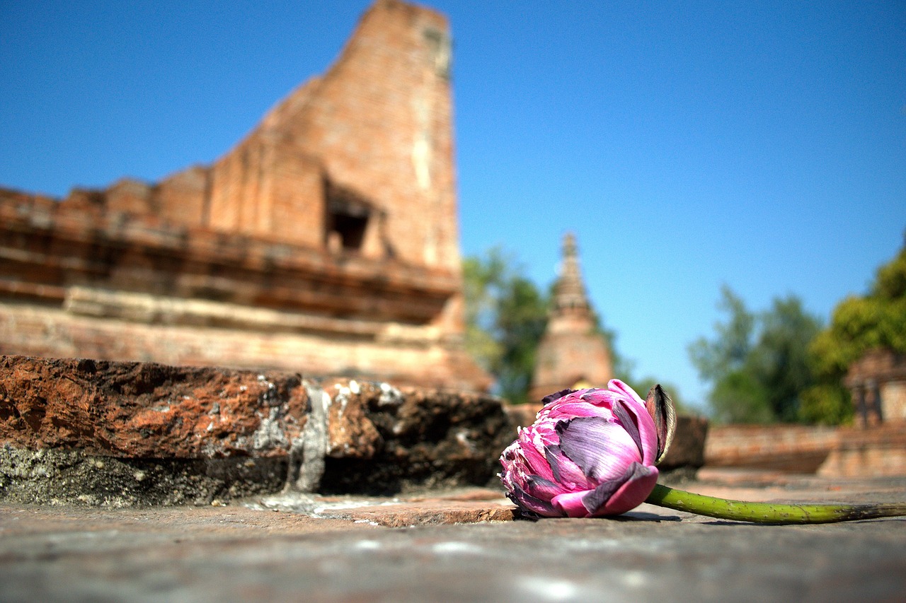 lotus flowers nature free photo