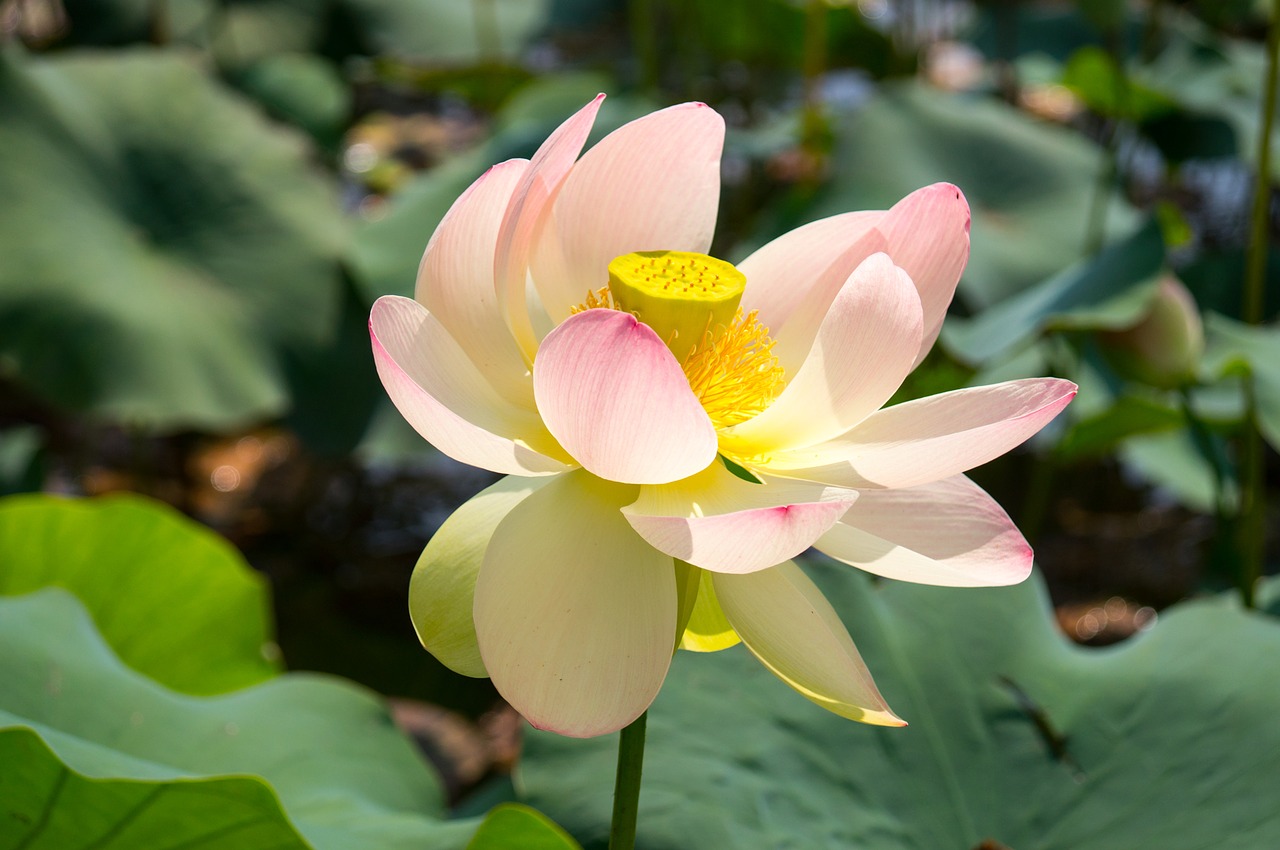 lotus water flower free photo