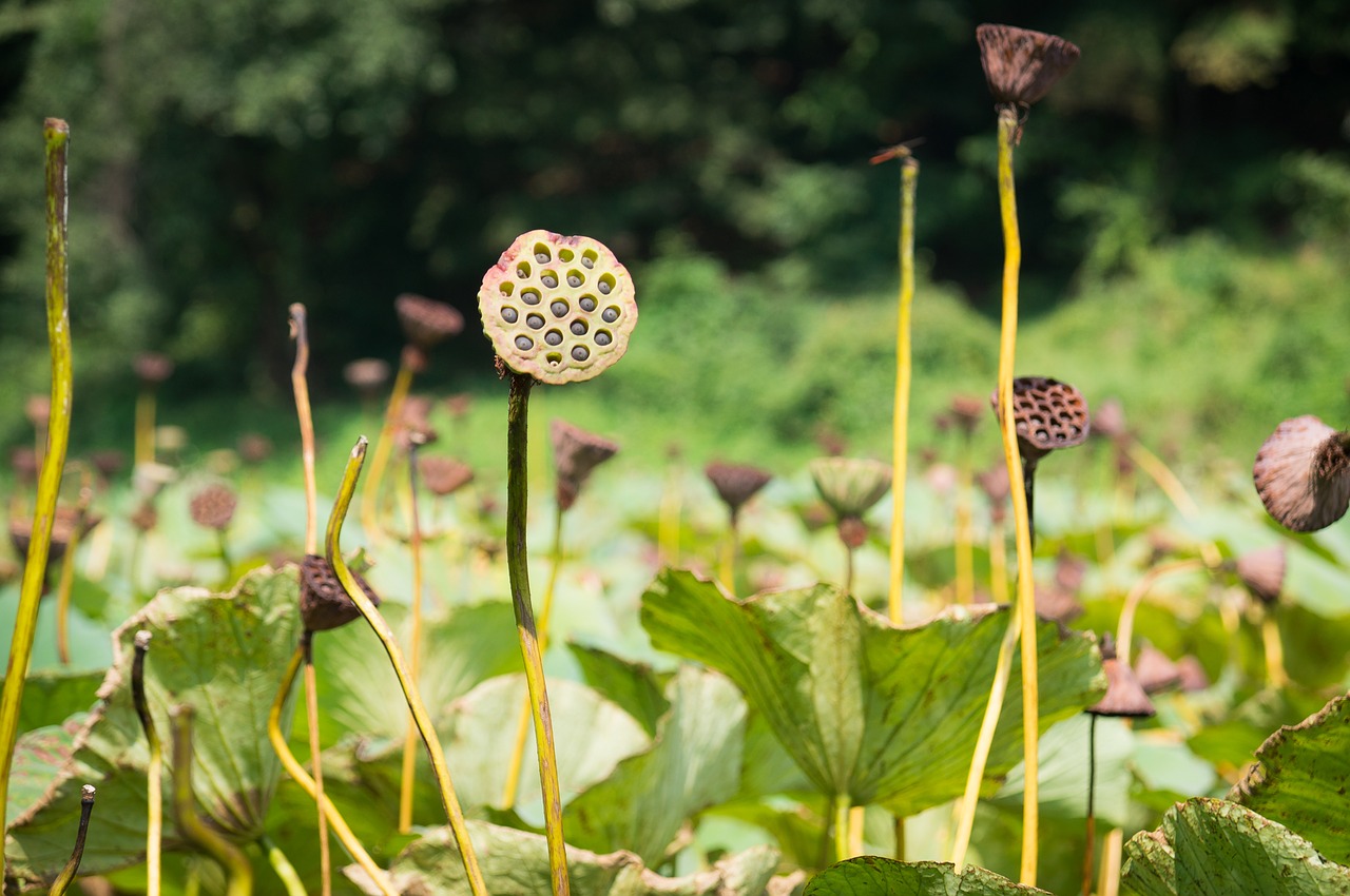 lotus stem garden free photo