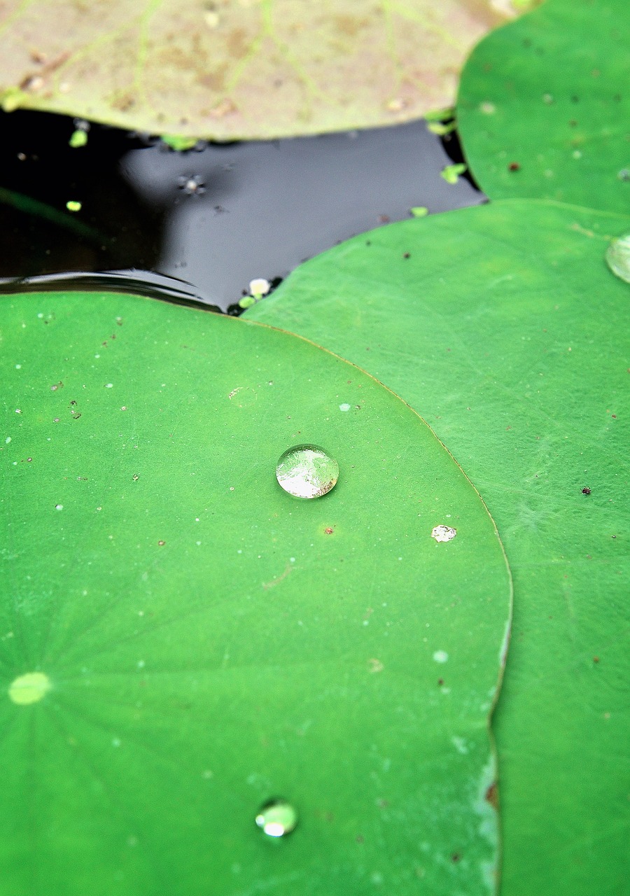 lotus leaf green free photo