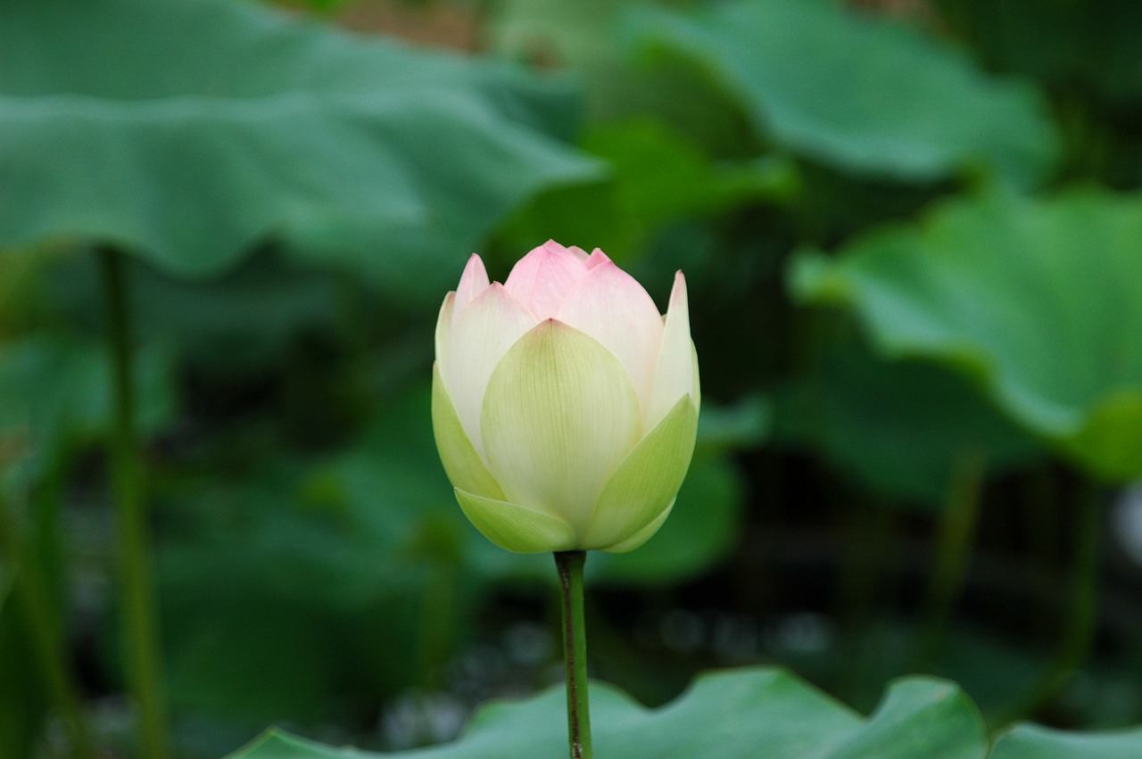 lotus flowers plants free photo