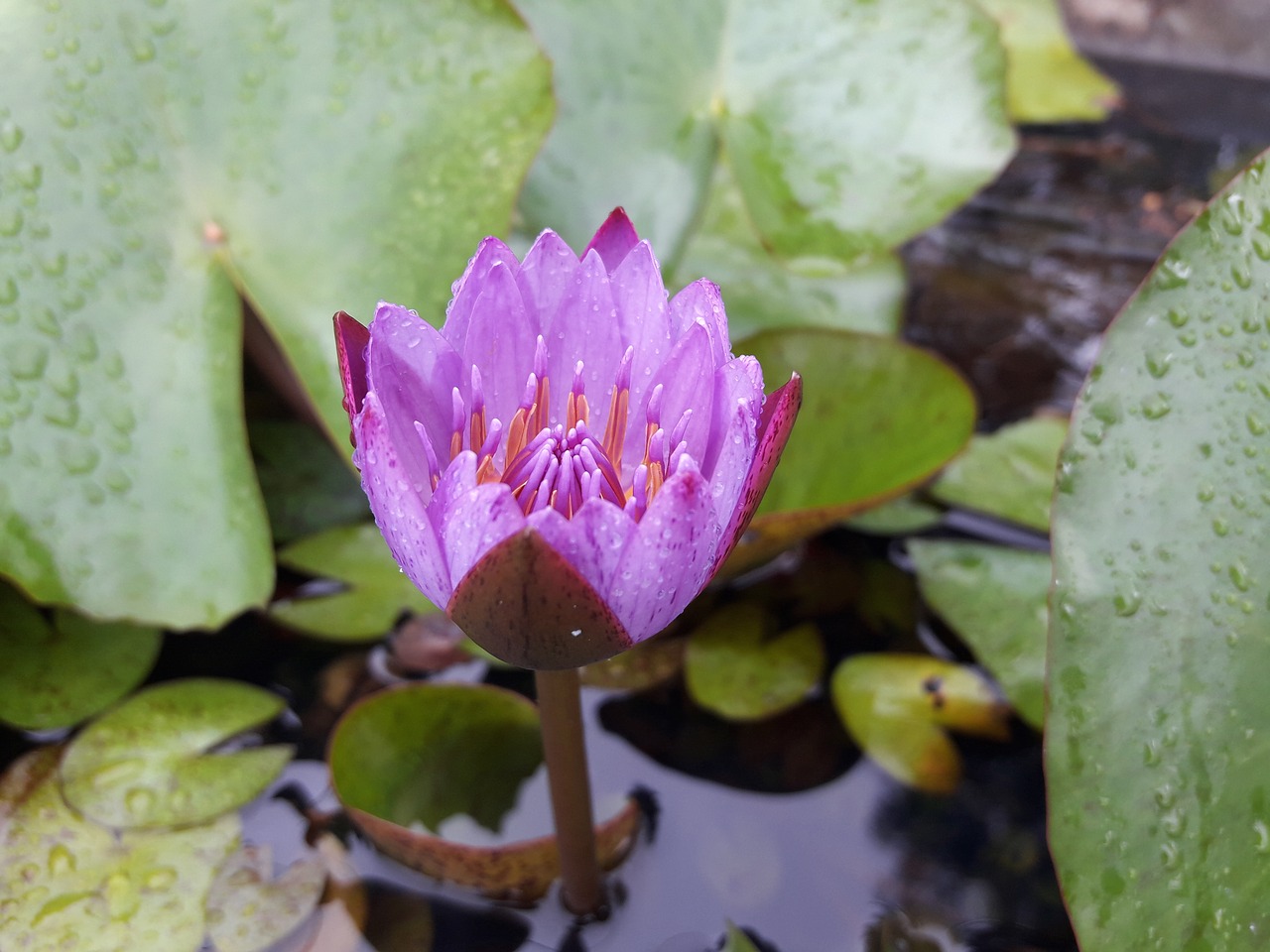 water lily fresh pond free photo