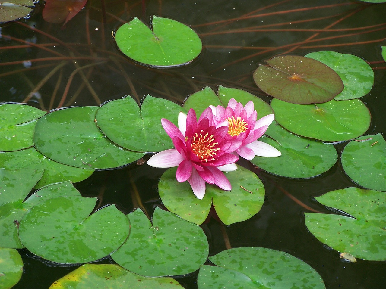 lotus plants aquatic plants free photo