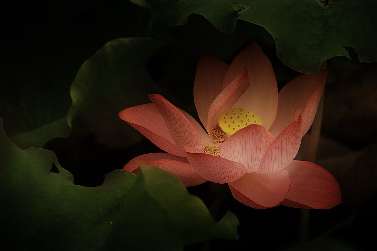 lotus classical gentle free photo