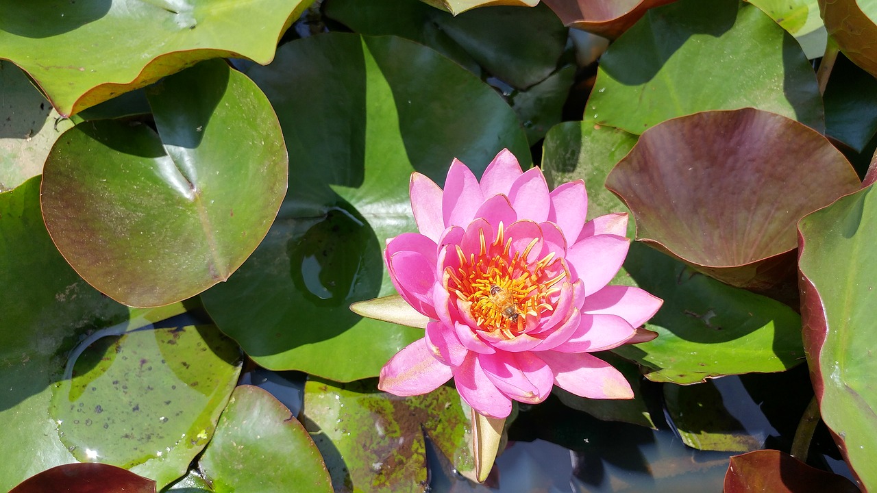 lotus pond water lilies free photo