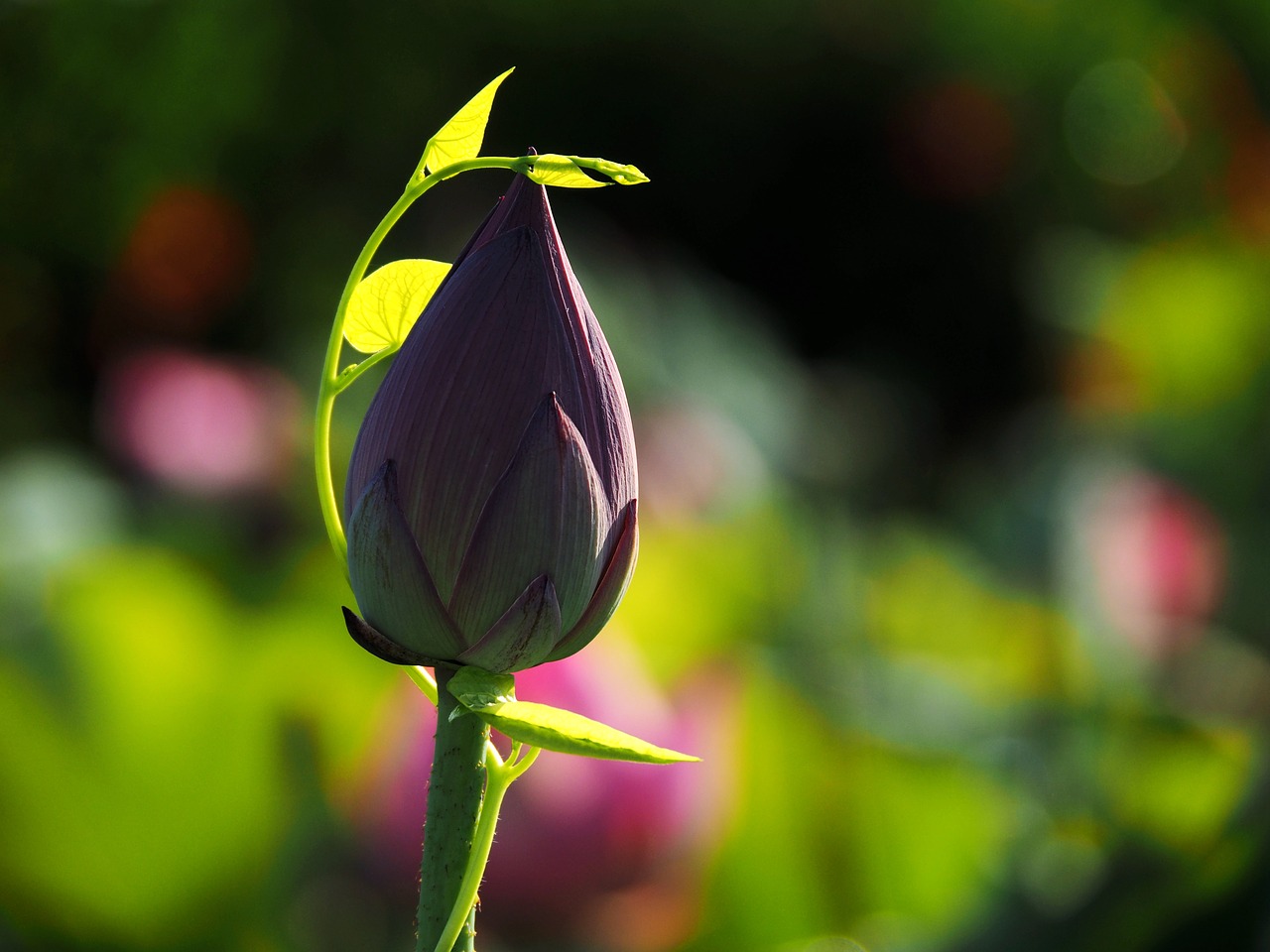 lotus bound green leaves free photo