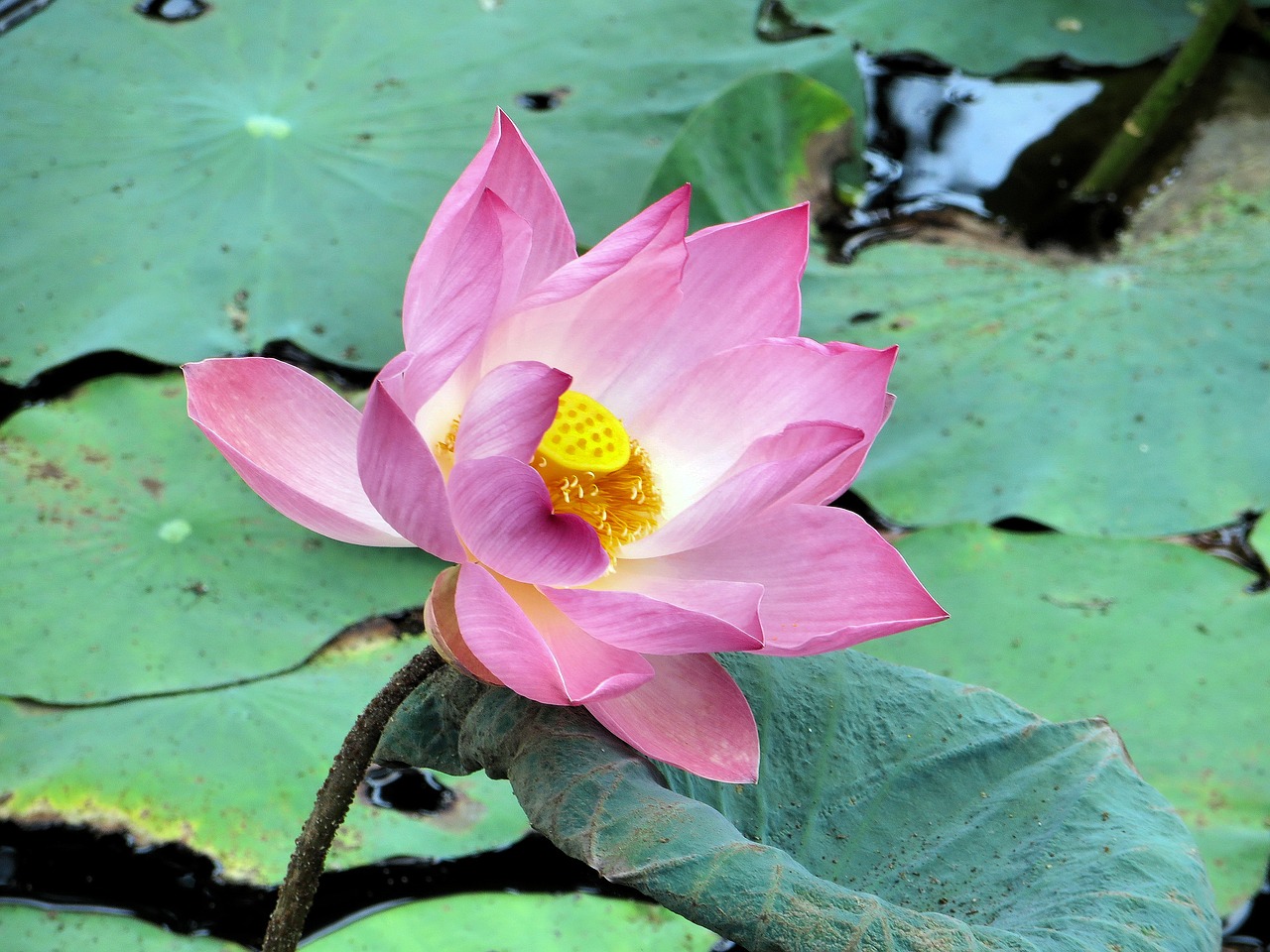 lotus pink pink flower free photo