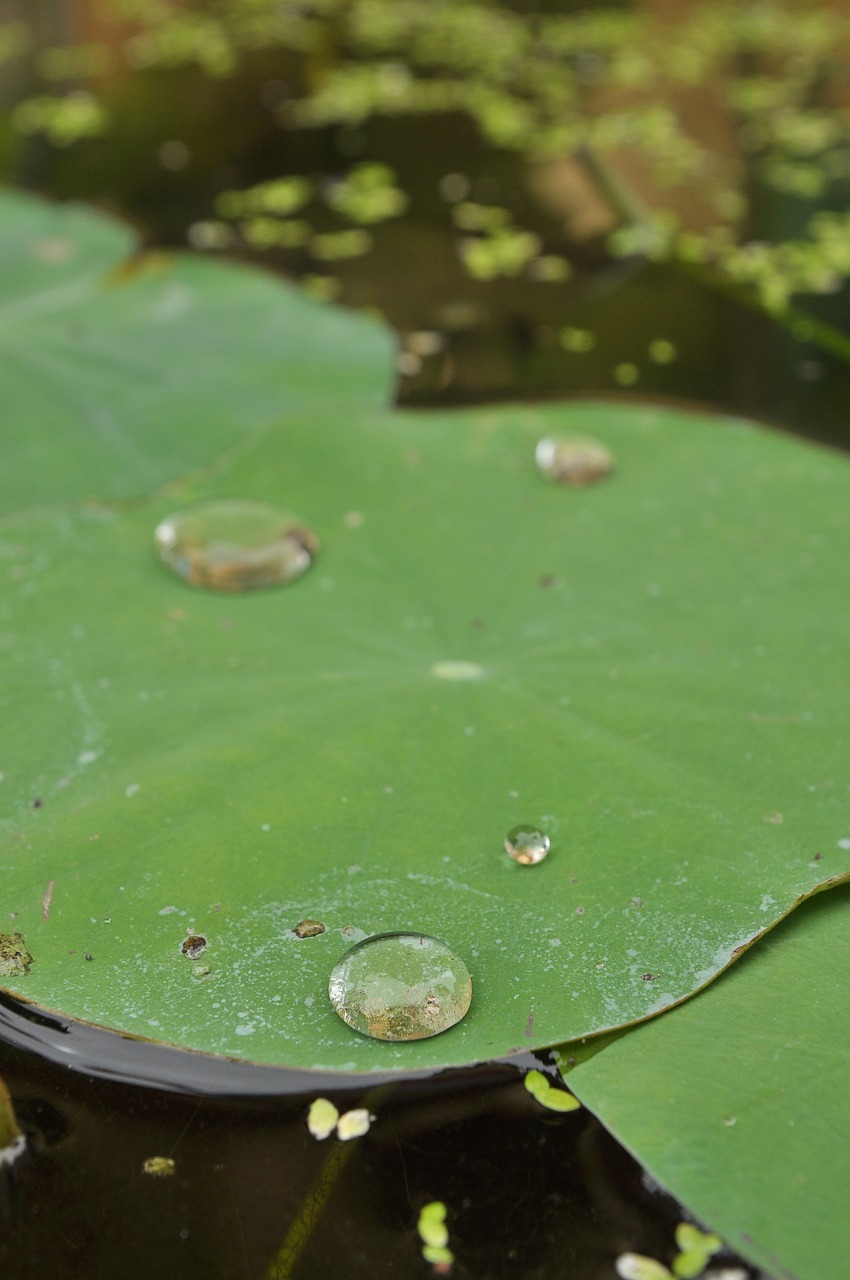 lily pads drop green free photo