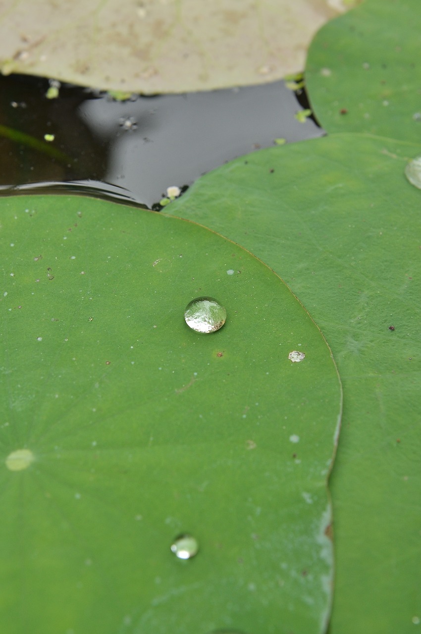 lily pads drop green free photo