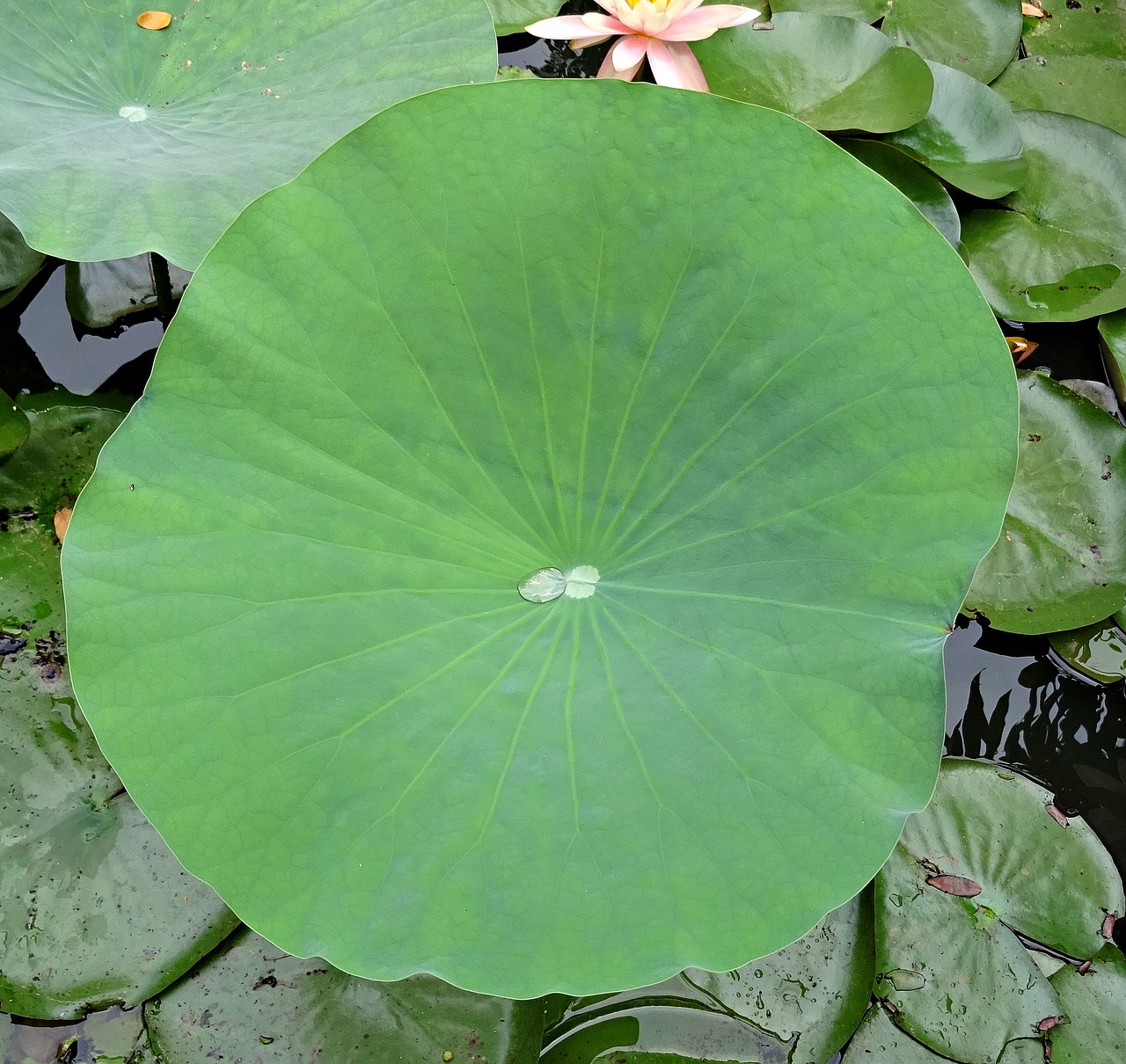lotus pad leaf free photo