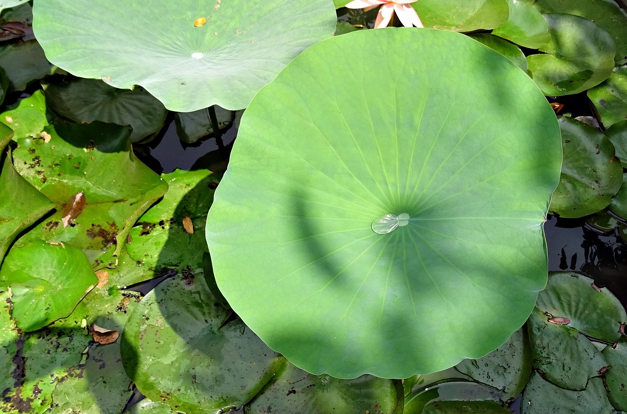 lotus leaf pad free photo