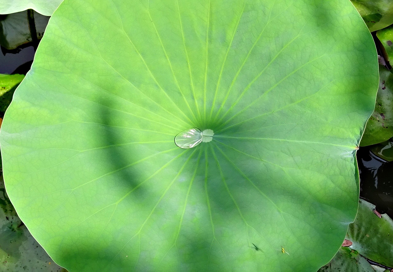 lotus leaf water free photo