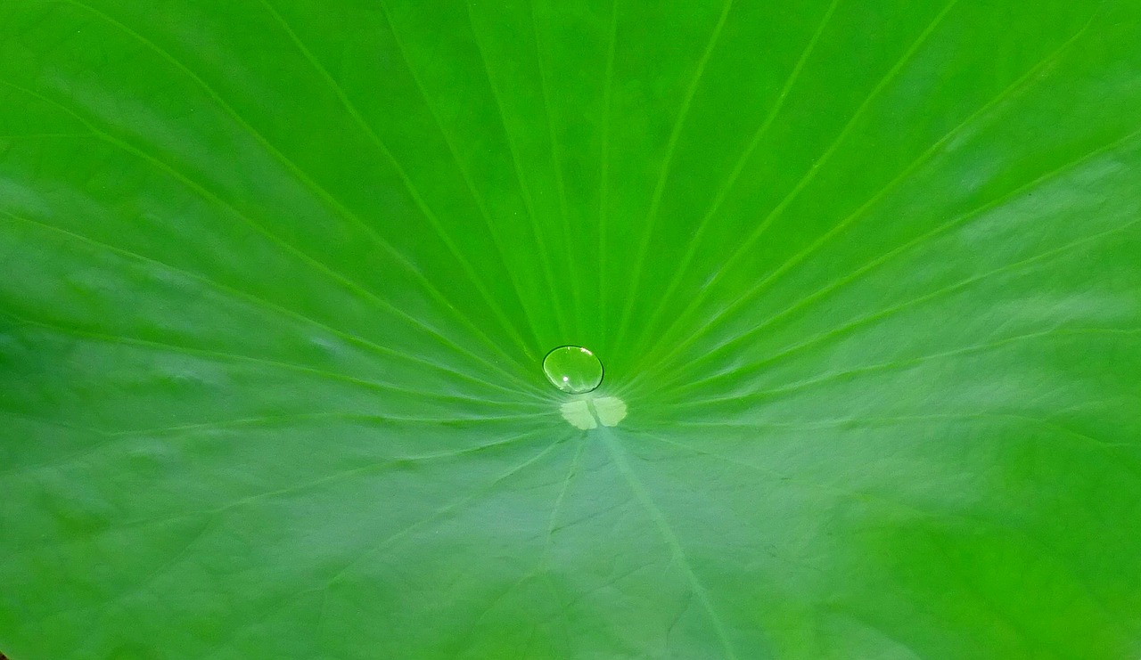 lotus leaf water free photo