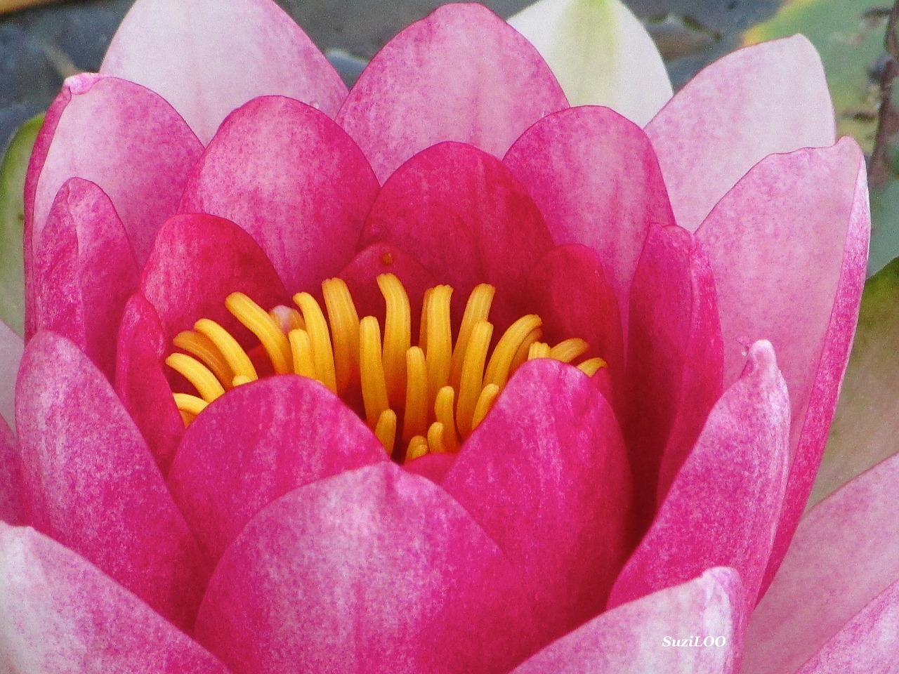 lotus pink open free photo