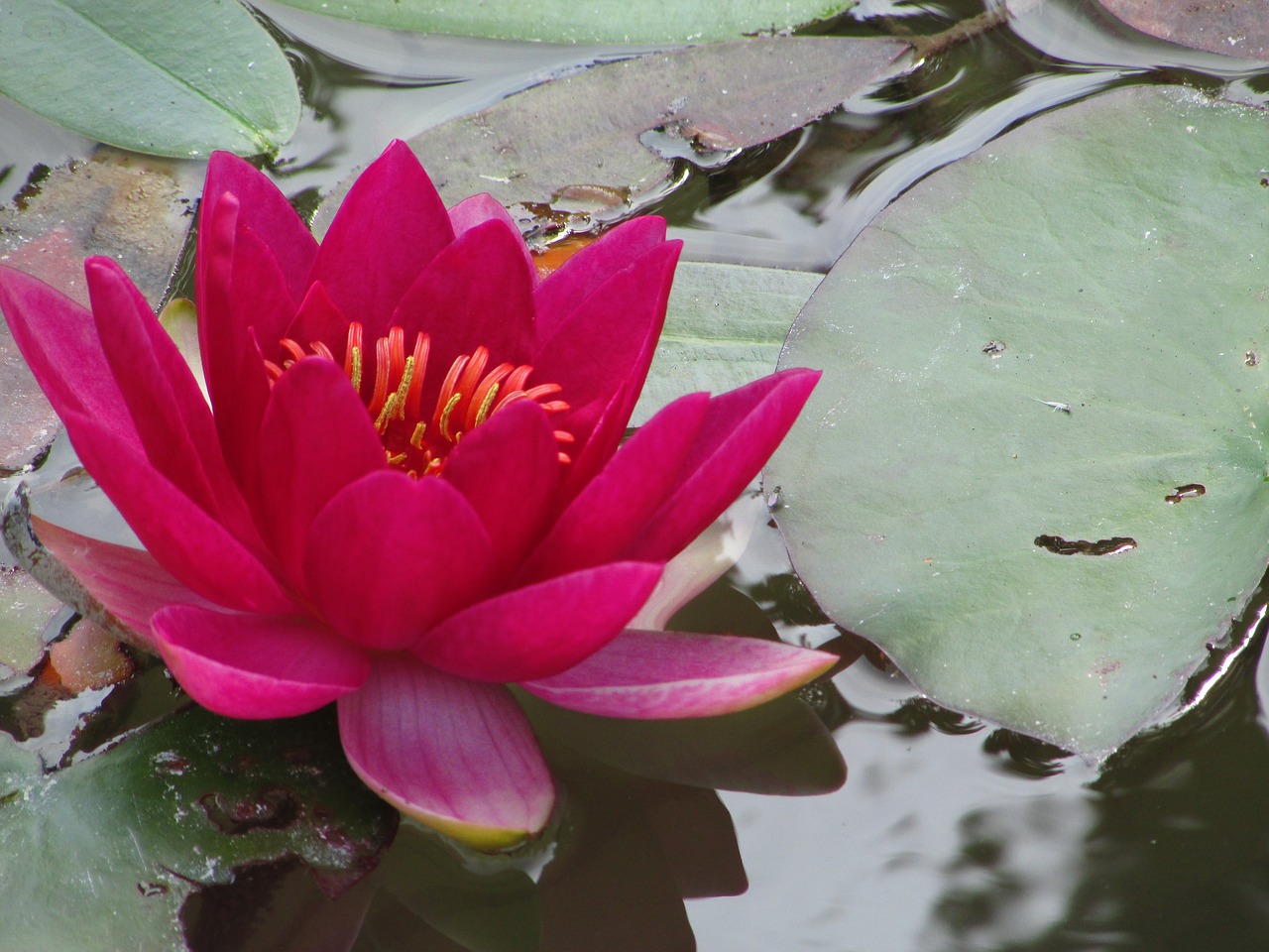 lotus red pond free photo