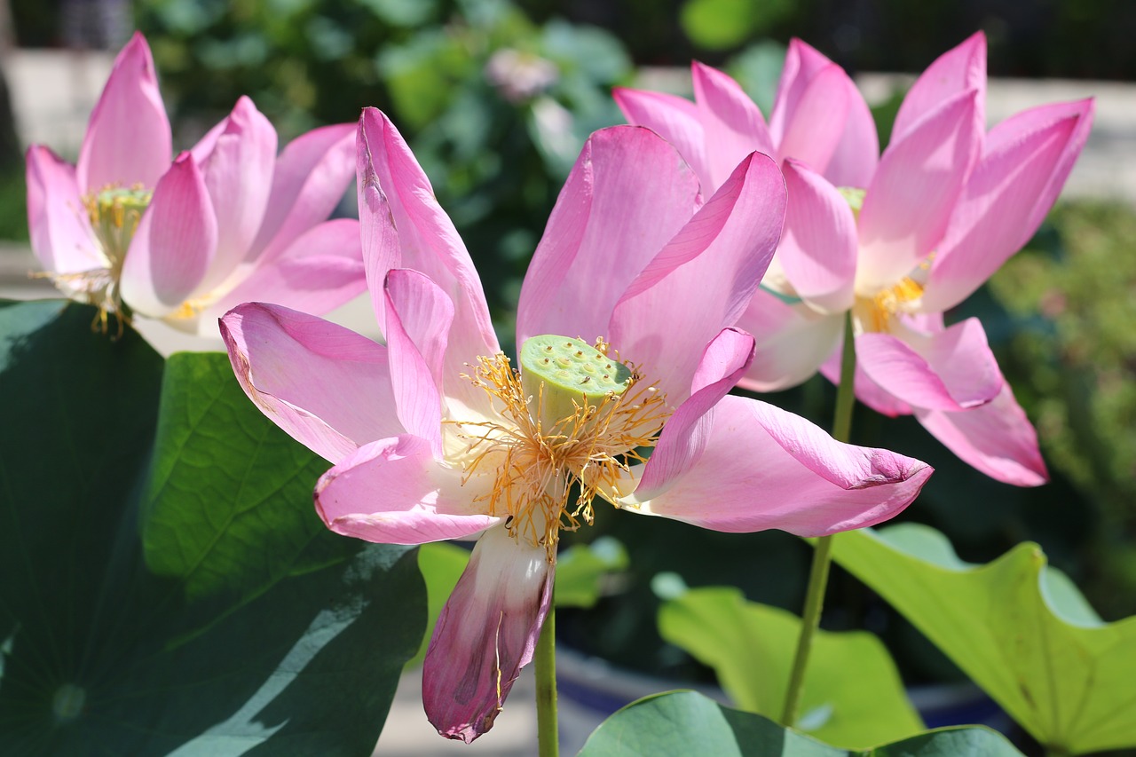 lotus lotus leaf pink free photo